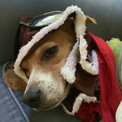 Dog dressed up as Snoopy for halloween
