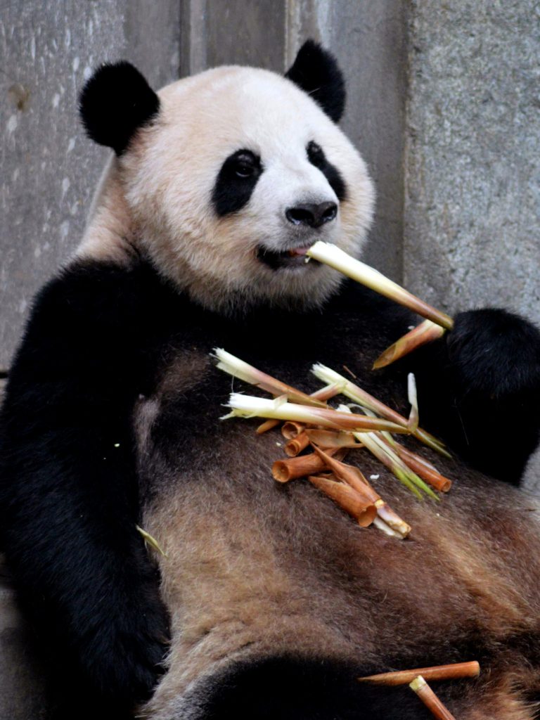 A panda, what marketers turn to when they have nothing else to flaunt