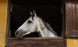 horse in stable
