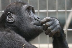 Want To Or Should Do? The Problem With Lay Rationality