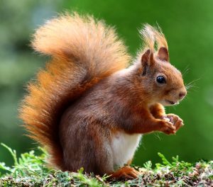 Predict If This Is A Squirrel, Image From Pixabay on Pexels.com
